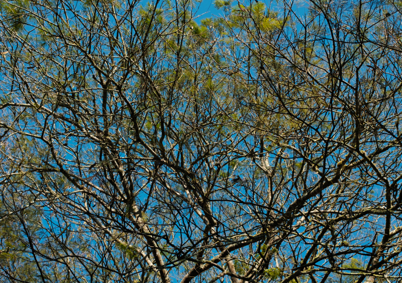 DSCF2594